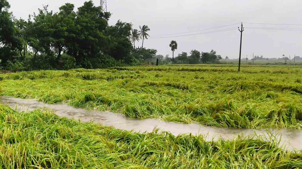 Paddy Crop | వరి చేలను ముంచెత్తిన మొంథా తుఫాను.. పంట చేతికొచ్చే దశలో వర్షార్పణం
