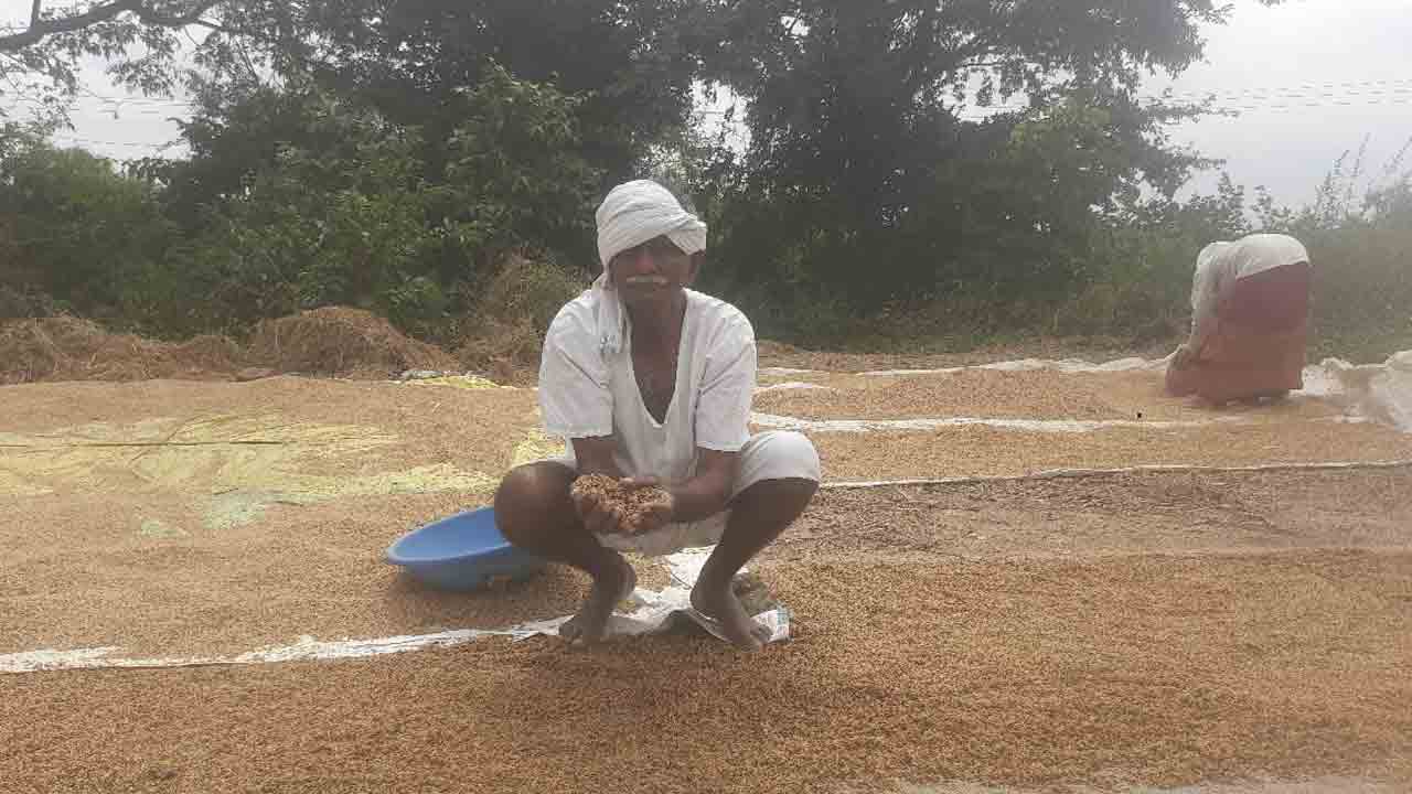 Paddy grain | మొంథా ఎఫెక్ట్‌.. చేతికి వచ్చిన పంట నీళ్ల పాలు