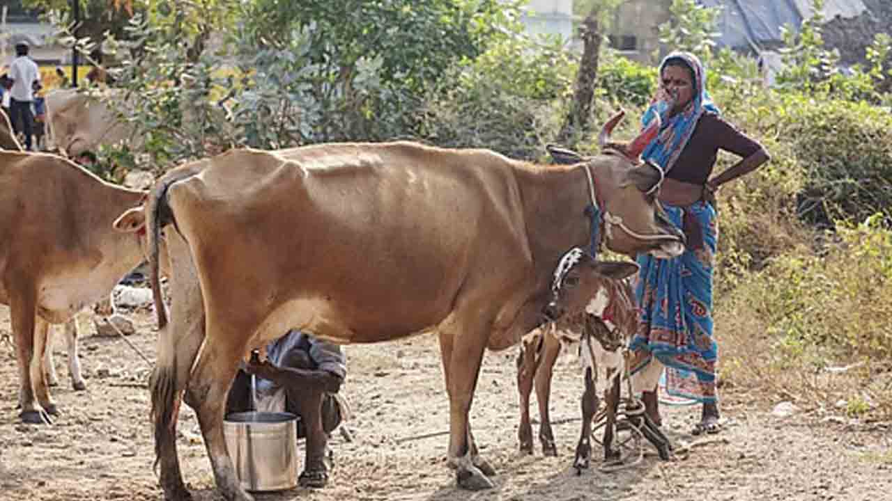 ఒడిదొడుకుల్లో పాడి పరిశ్రమ.. భారీగా పెరిగిన ఖర్చులు.. తగ్గిన పాల దిగుబడులు