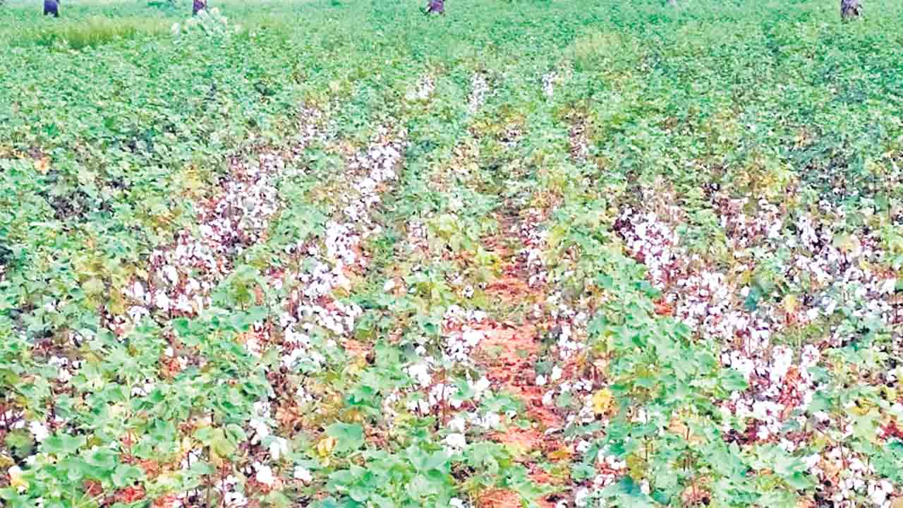 పత్తి రైతుల ఆశలు ఆవిరి