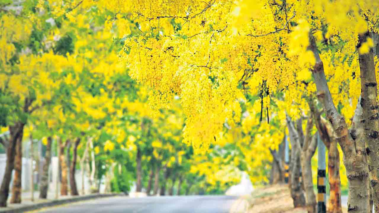 ఘనం..  పీవీ వనం