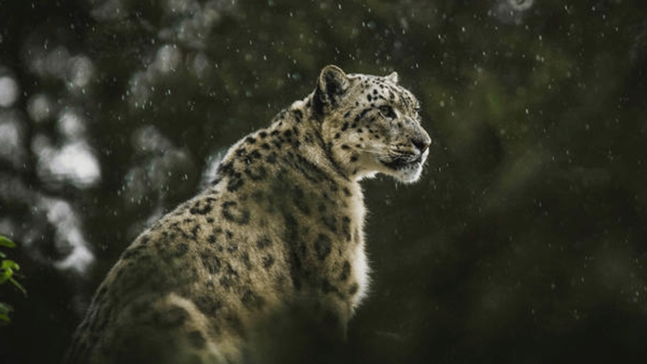 Snow Leopards | హిమాచల్‌ ప్రదేశ్‌లో 83 మంచు చిరుతలు.. నాలుగేండ్లలో 62 శాతం పెరుగుదల : సర్వే