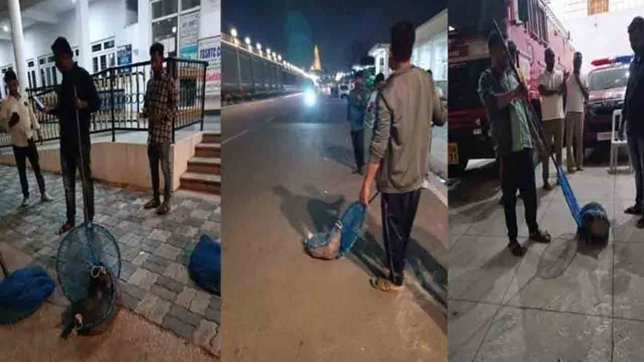 సచివాలయ పరిసరాల్లో కుక్కల స్వైర విహారం