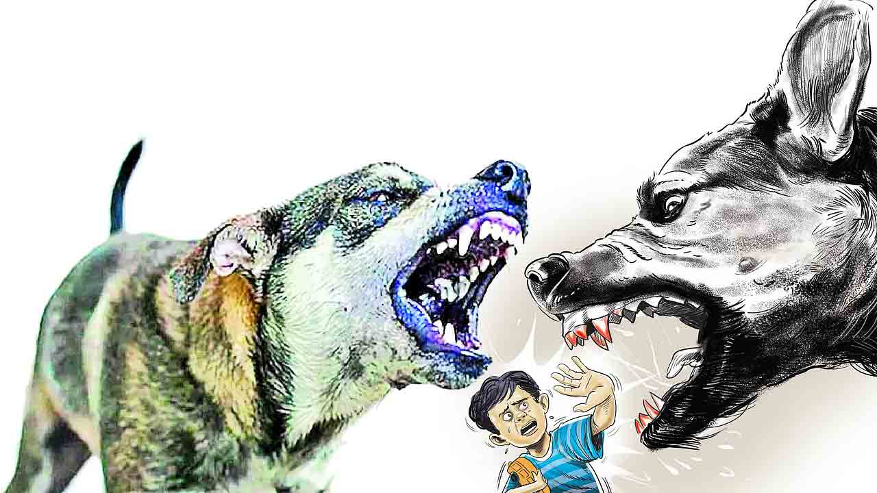 వామ్యో.. వీధి కుక్కలు