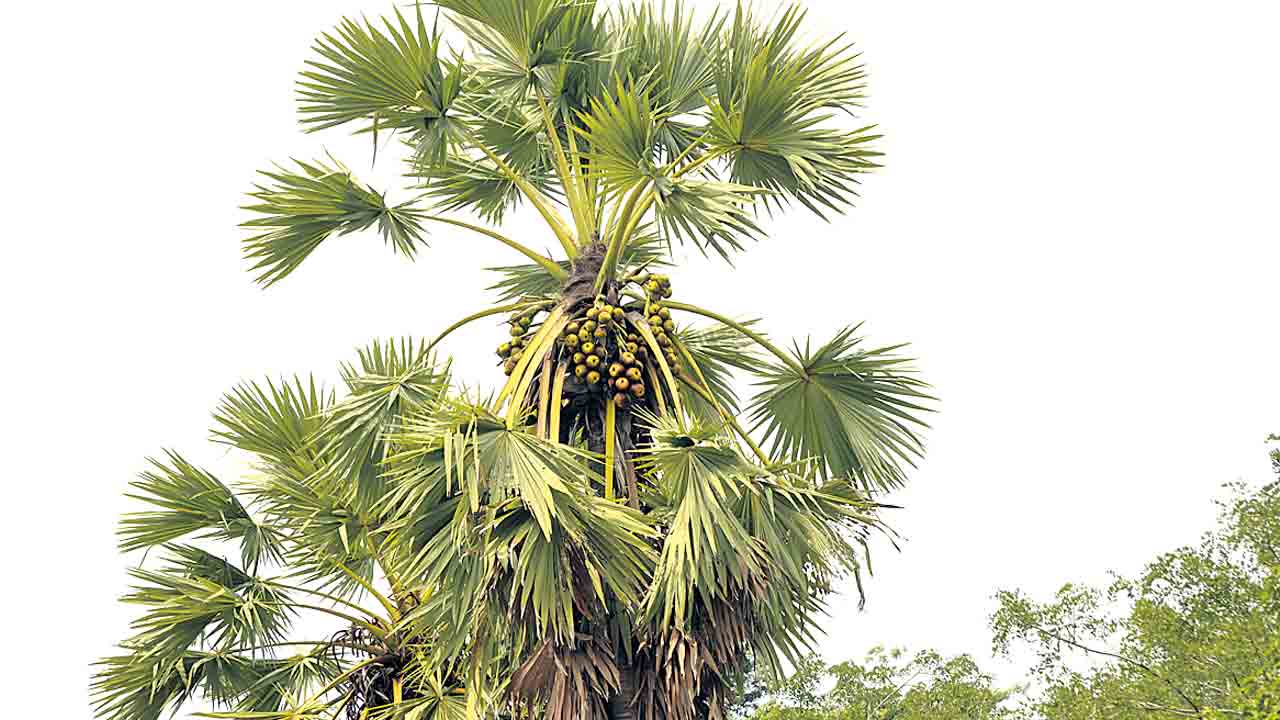 ఘనం.. పీవీ వనం