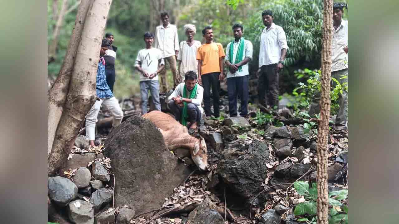 Tiger Attack | పులి దాడిలో నాలుగు ఎద్దులు మృతి ..పులి సంచారంతో భయాందోళనలో గిరిజనులు
