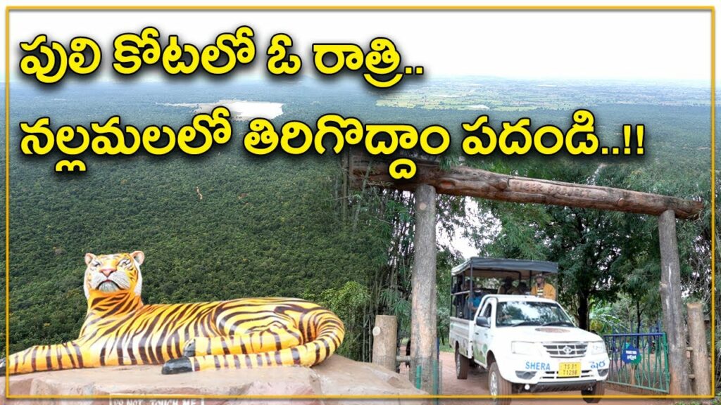 Tiger Safari