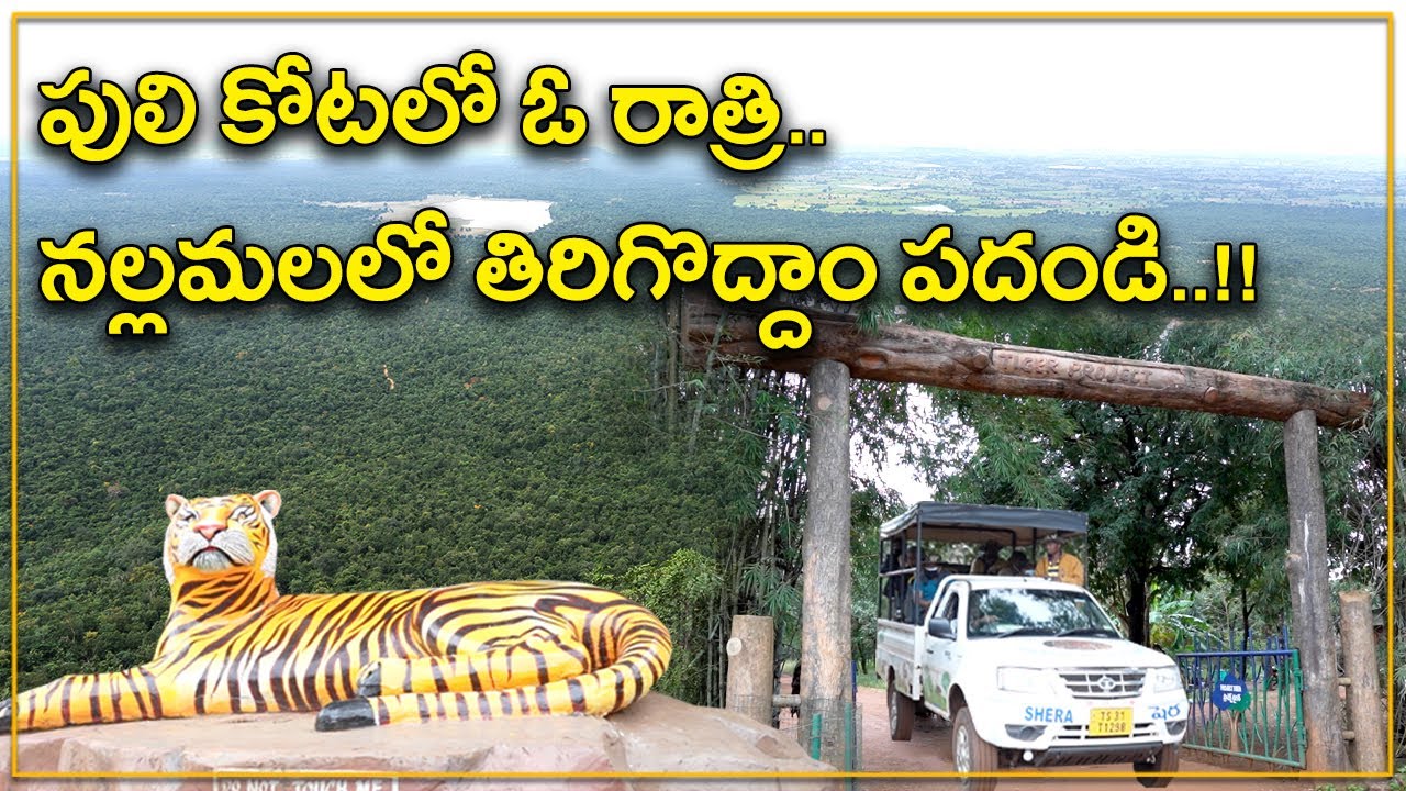 Tiger Safari | నల్లమల టైగర్‌ సఫారీ చూసొద్దాం రండి.. ఈ నెల 1 నుంచి పునఃప్రారంభం.. వీడియో