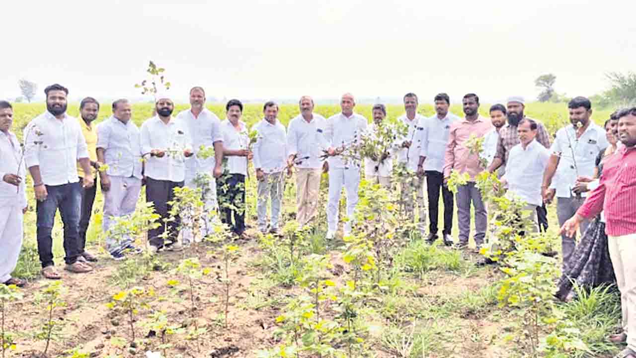 పత్తి రైతులకు పరిహారం చెల్లించాలి