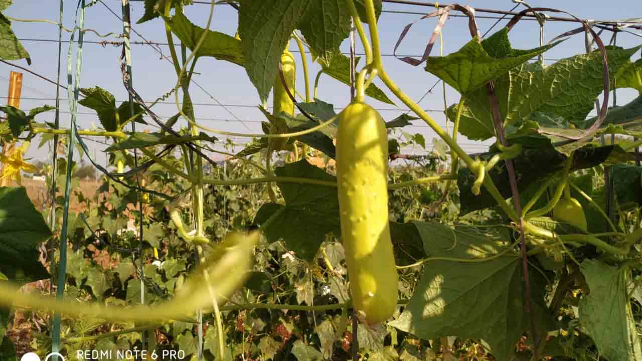 Vegetables | తగ్గిన కూరగాయల సాగు.. కార్తీక మాసంలో పెరిగిన ధరలు..?