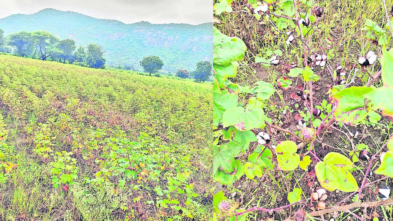 పత్తి ఏరేందుకు కూలీల కొరత