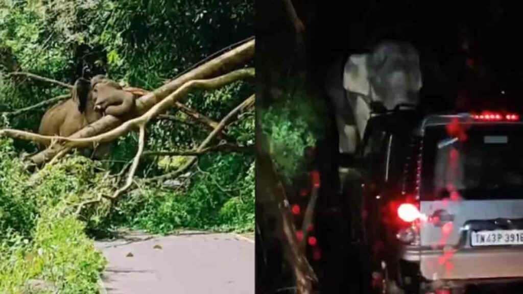Wild Elephant Blocks Kerala