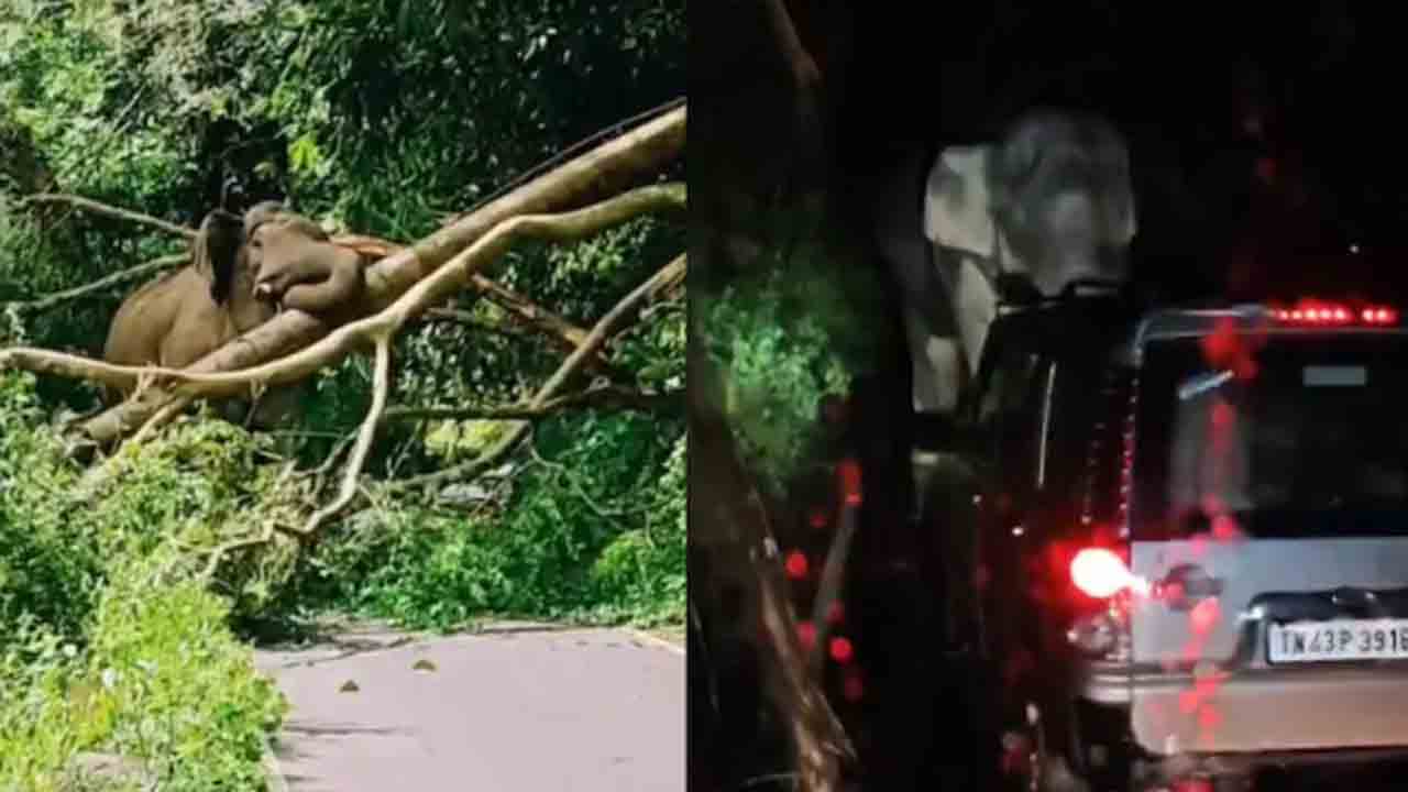 Watch: హైవేను దిగ్బంధించిన ఏనుగు.. 18 గంటలు నిలిచిపోయిన వాహనాలు