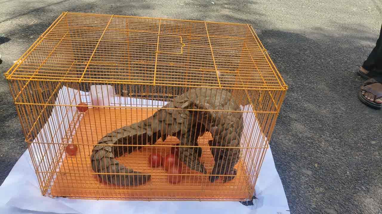 Aulugu | ఆదిలాబాద్ జిల్లాలో అడ‌వి అలుగు ప్ర‌త్య‌క్షం.. రూ. 5 ల‌క్ష‌ల‌కు బేరం