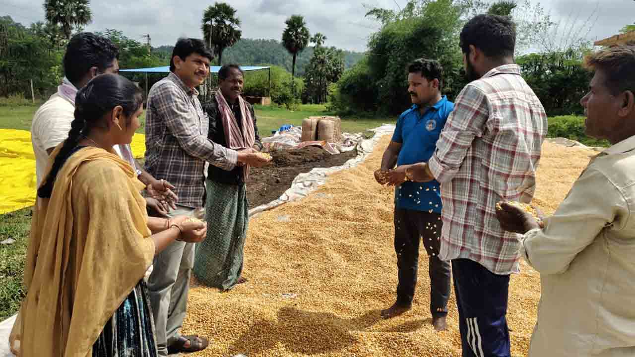 Yellendhu | వరి కోతలను వాయిదా వేసుకోవాలి : వ్యవసాయ అధికారి సతీష్
