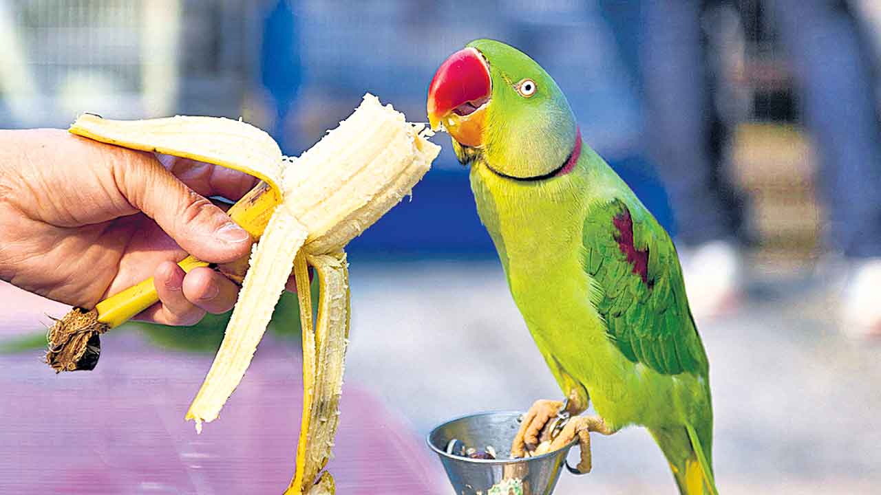 పక్షులకు రక్షణ