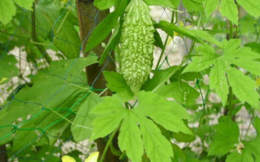 Bitter Gourd Leaves
