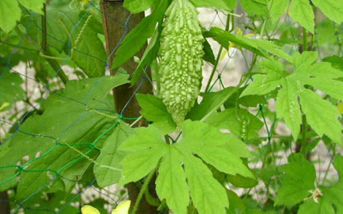 Bitter Gourd Leaves | కాక‌ర ఆకుల‌ను అంత తేలిగ్గా తీసి పారేయ‌కండి.. వీటితో క‌లిగే లాభాలు తెలిస్తే ఆశ్చ‌ర్య‌పోతారు..!