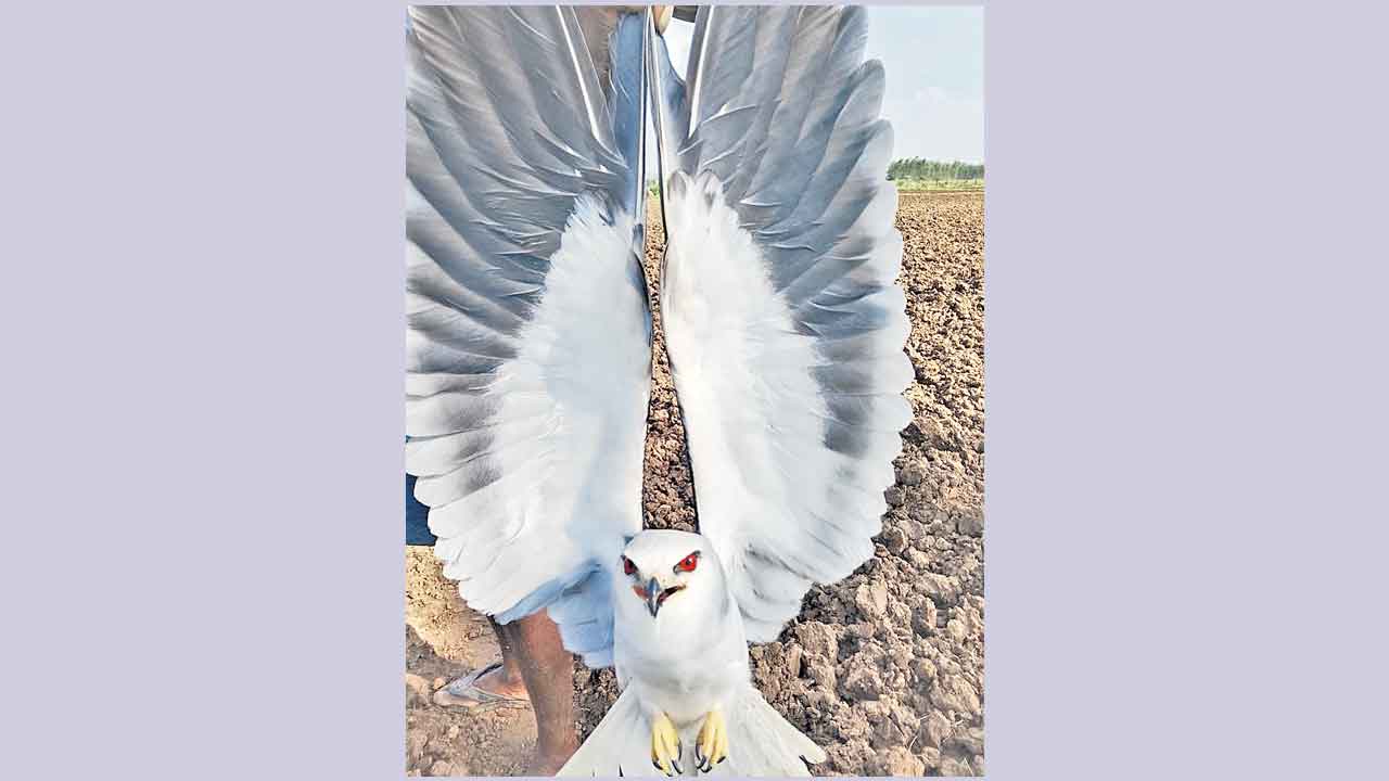 ఇప్పగూడెంలో అరుదైన పక్షి