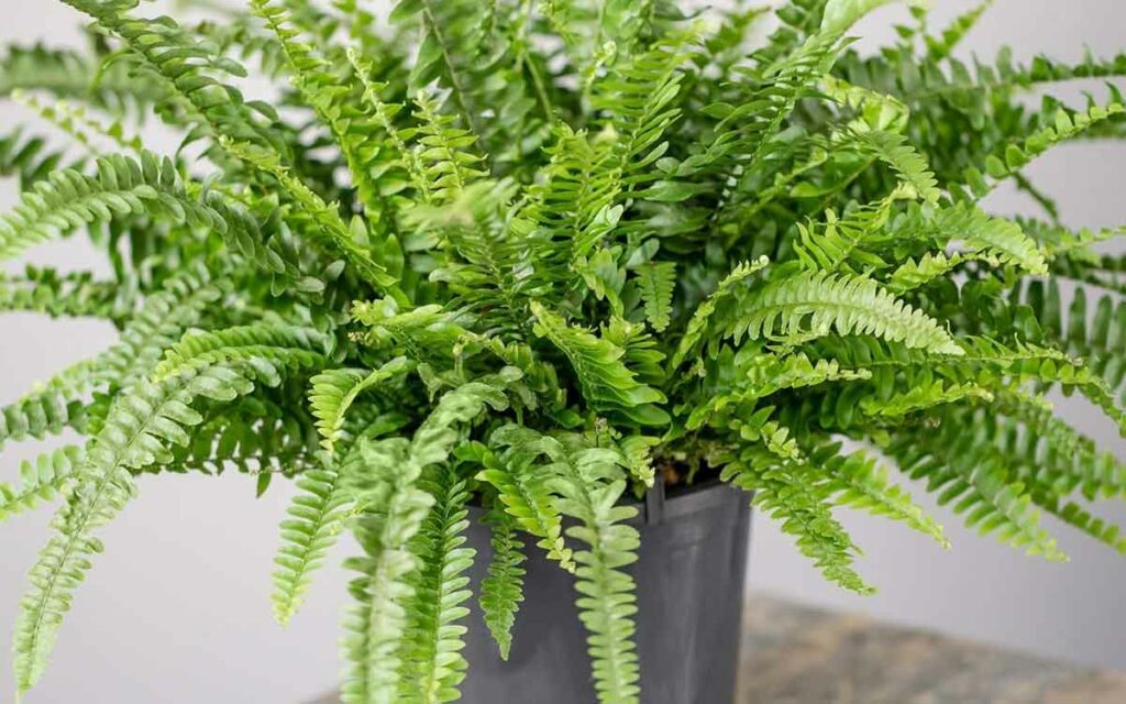 Boston Fern