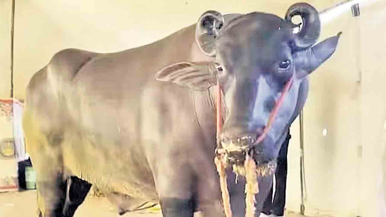 గుర్రం 15 కోట్లు, దున్న 23 కోట్లు!