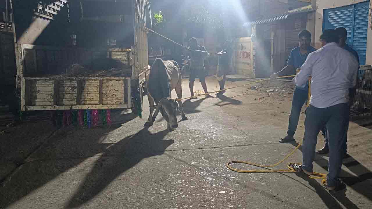 పశువులను బంధించి.. గోశాలకు తరలించి.. రంగంలోకి దిగిన రామగుండం బల్దియా..