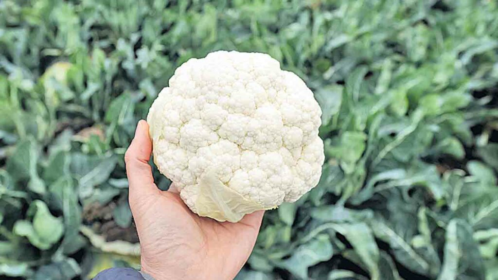 Cauliflower