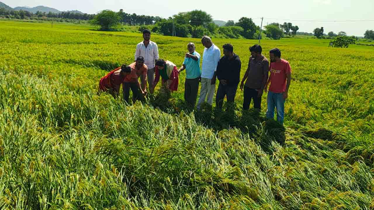 Chandravati | పంట దెబ్బతిన్న రైతులను ప్రభుత్వం ఆదుకోవాలి : మాజీ ఎమ్మెల్యే చంద్రవతి