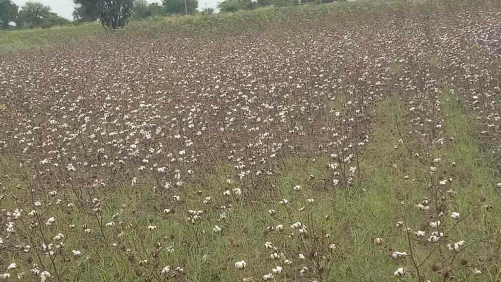 Cotton