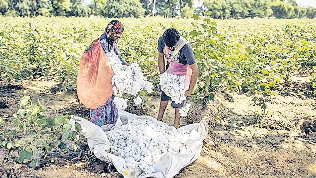 పత్తి విక్రయానికి నిభంధనాలు