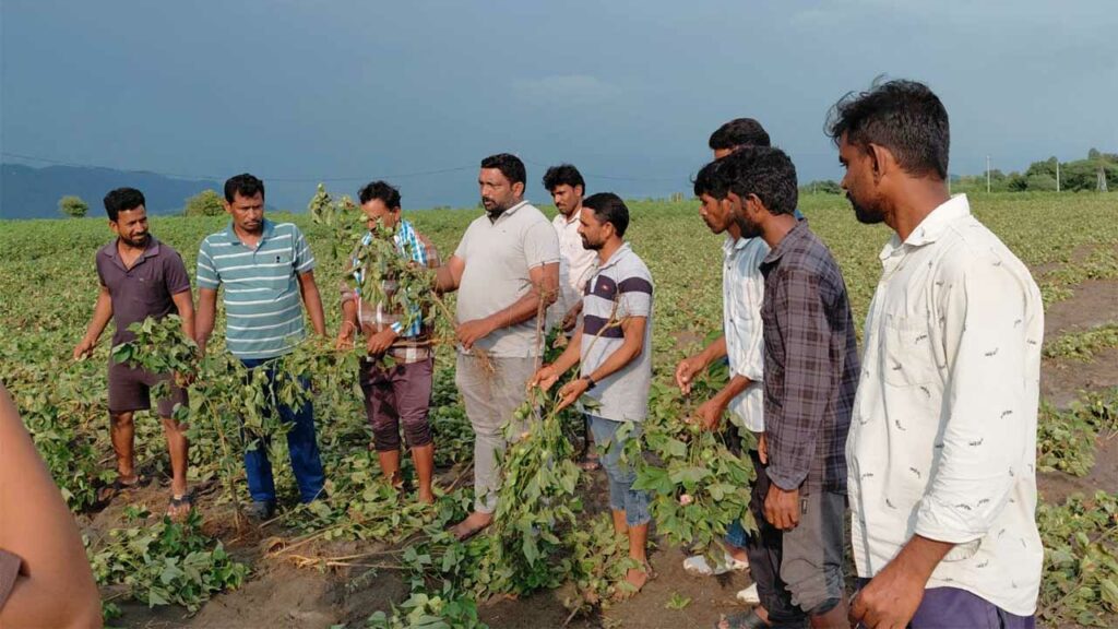 Cotton Crop