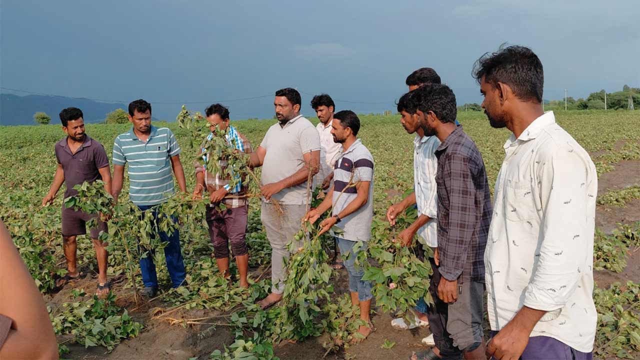కొత్తగూడెం జిల్లాలో భారీ వర్షంతో పత్తి చేలకు భారీ నష్టం