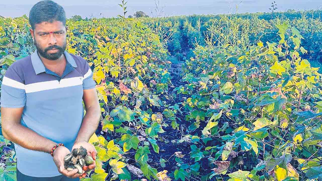 పత్తి రైతుకు కష్టకాలం.. వర్షంతో దెబ్బతింటున్న పంటలు