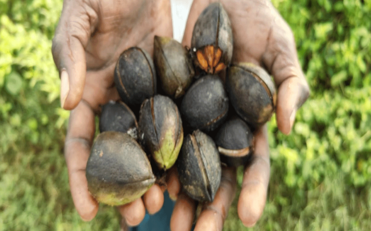 Chandrugonda : అధిక వర్షాలతో పత్తి రైతు చిత్తు