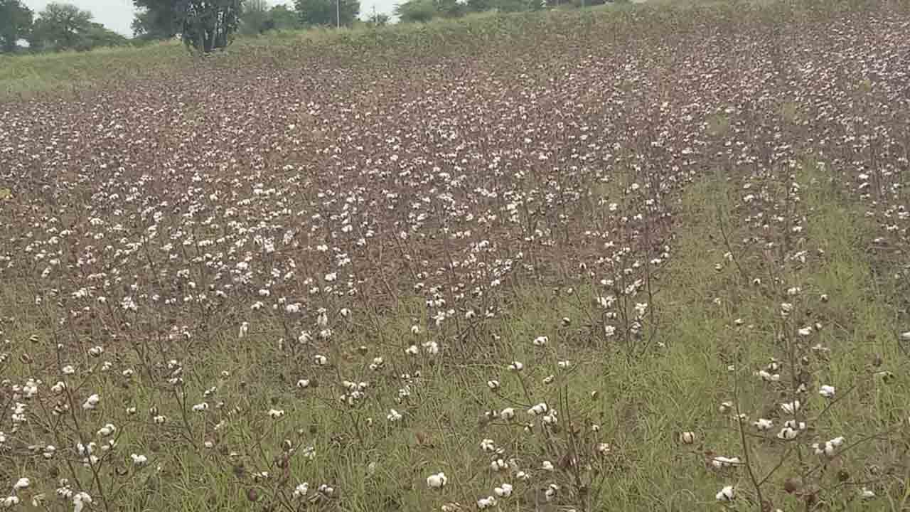 బోసిపోతున్న తెల్ల బంగారం.. మద్దతు ధర లేక అల్లాడుతున్న రైతాంగం