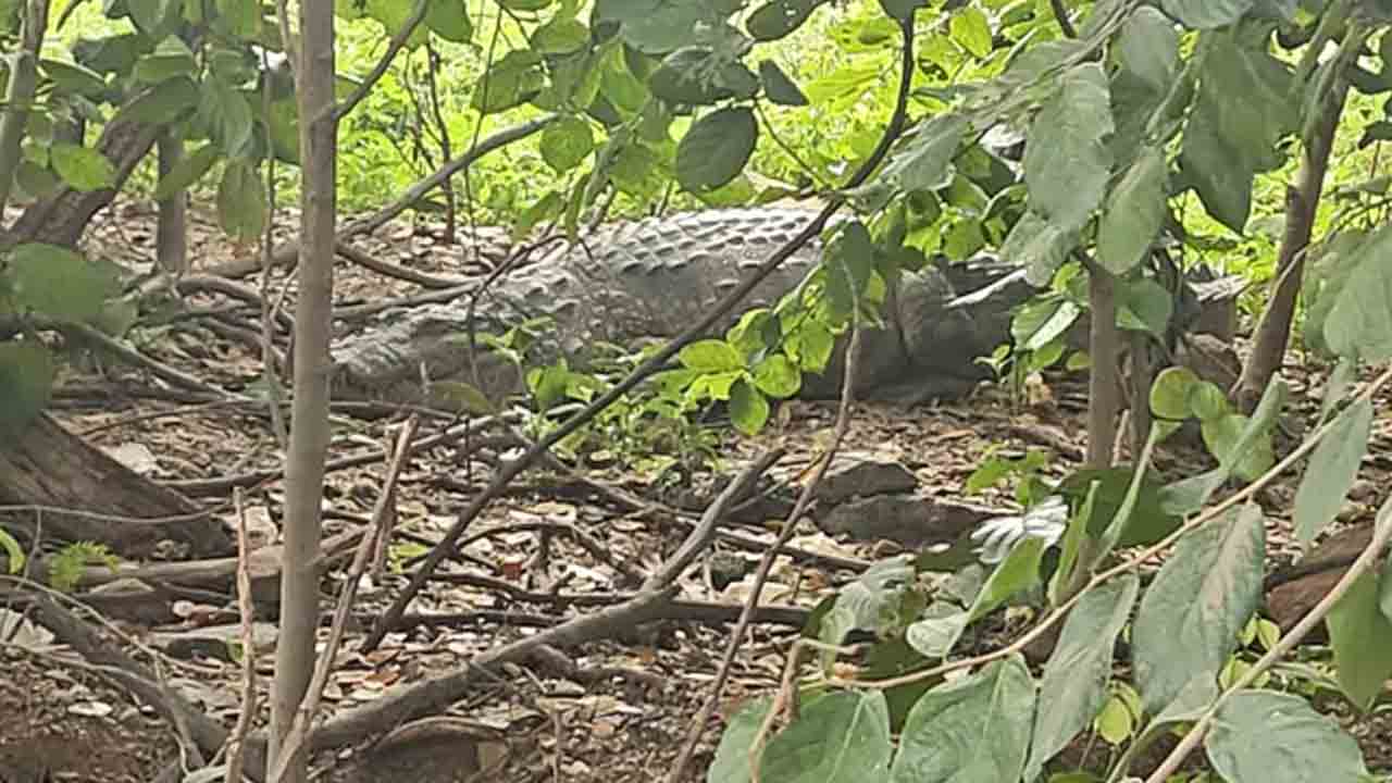Crocodile | తారామతిపేటలో మొసలి కలకలం.. 