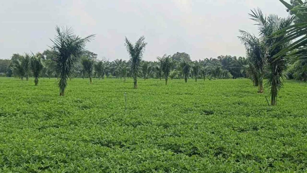 Crops Cultivations