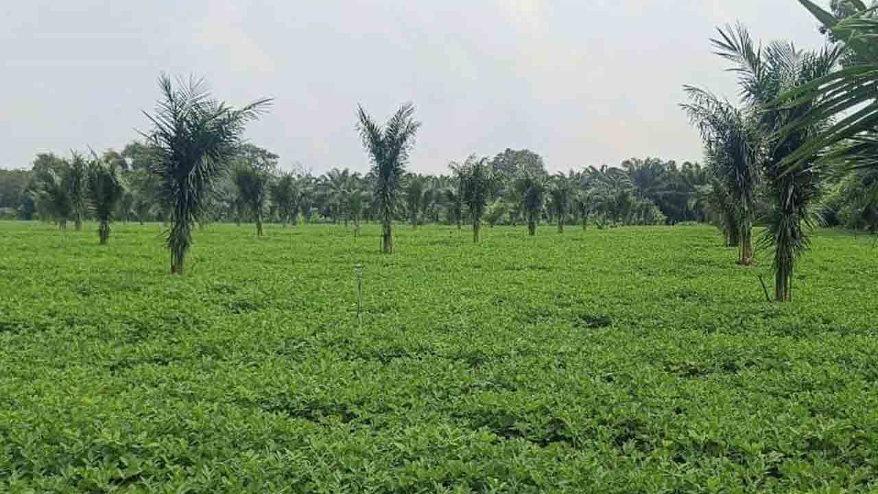 క్రాప్‌ బుకింగ్‌లో.. కాకిలెక్కలు !