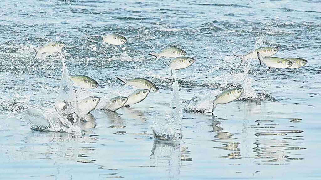 Distribution Of Fish Fry