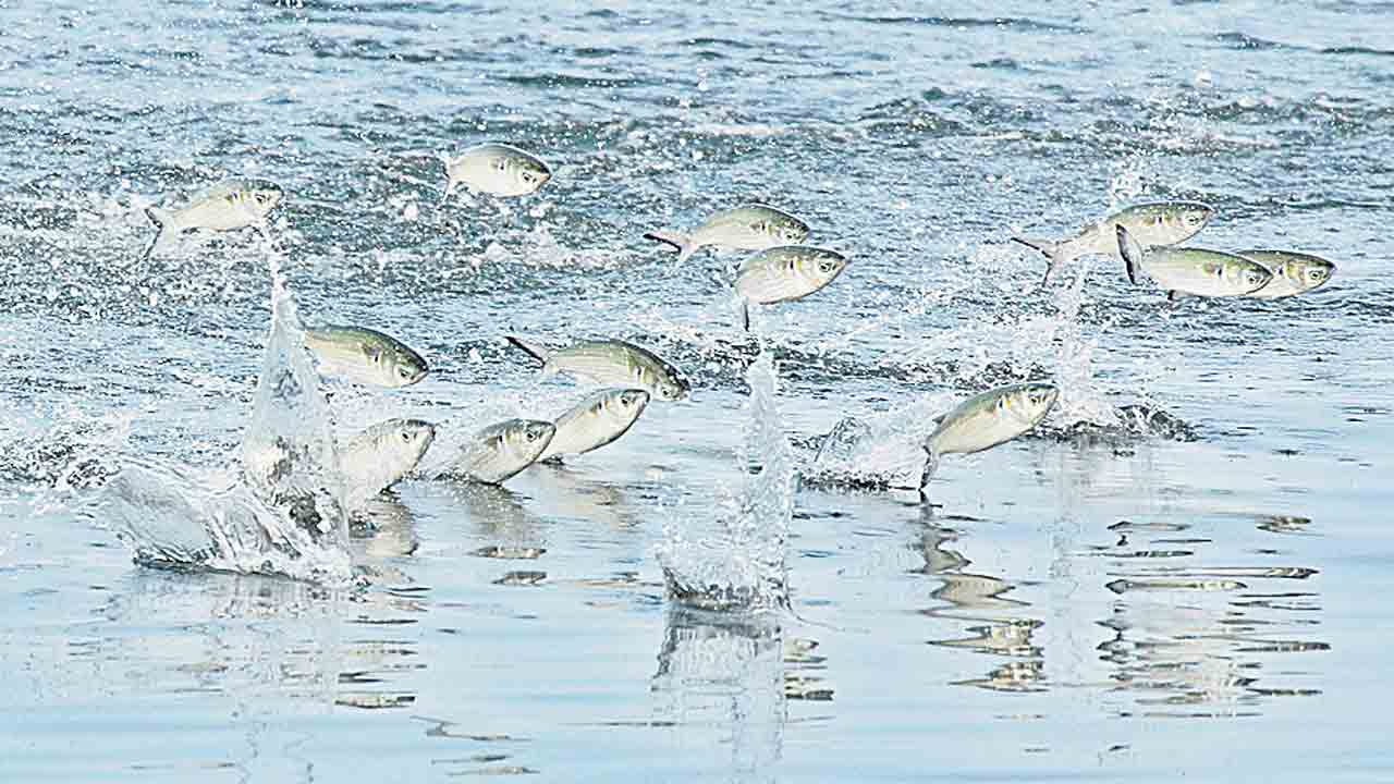 చేప పిల్లల విడుదలపై జాప్యం