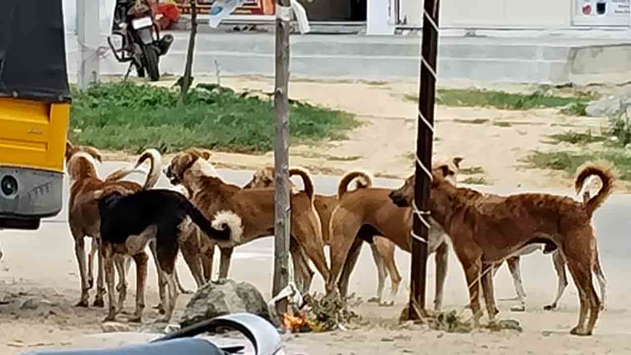 Street Dogs | గుంపులుగా తిరుగుతు జనాలను భయపెడుతున్న శునకాలు.. పట్టించుకోని అధికారులు