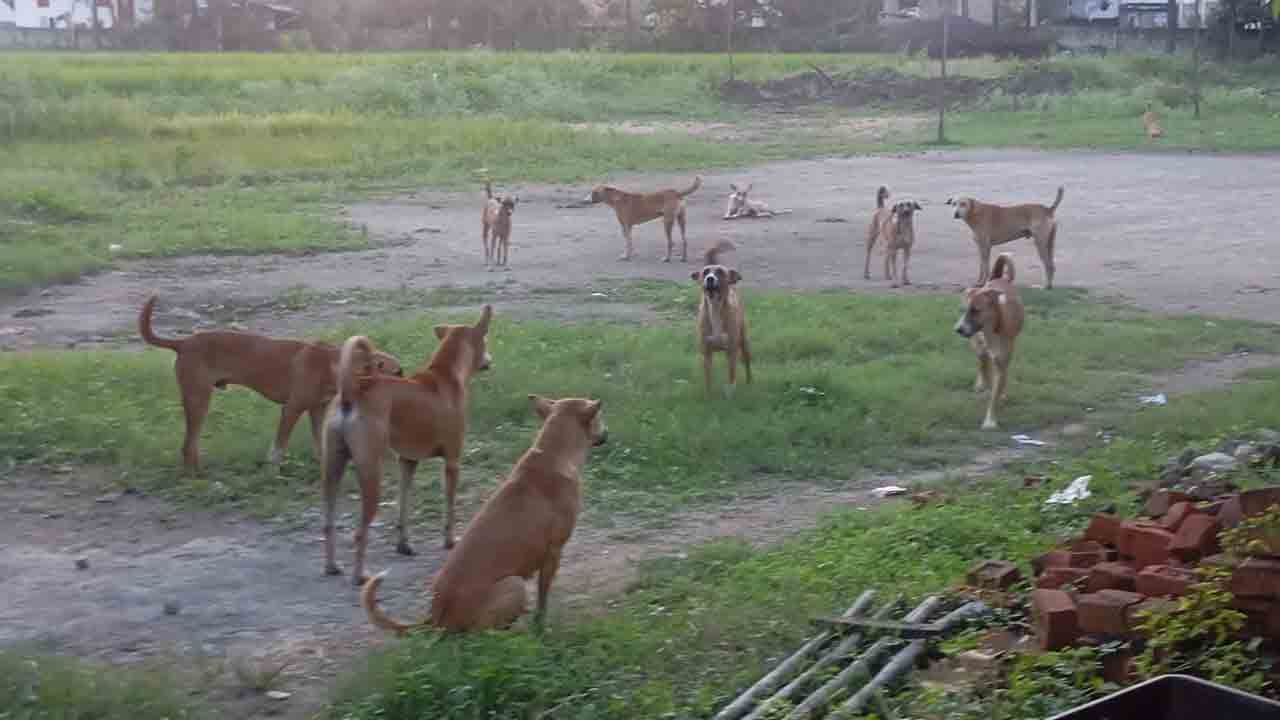 Dogsrayapole
