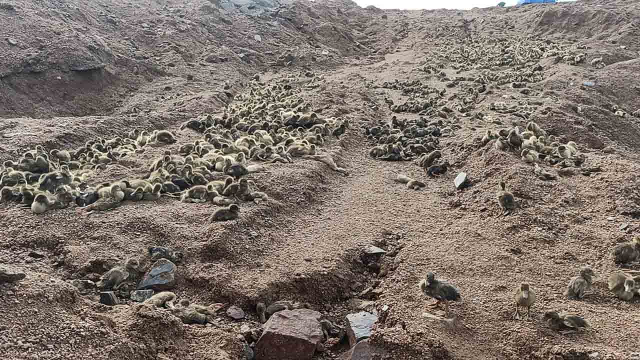 Ducklings washed away | వరదలో కొట్టుకుపోయిన వేలాది బాతు పిల్లలు.. వీధిన పడ్డ వలస కుటుంబం