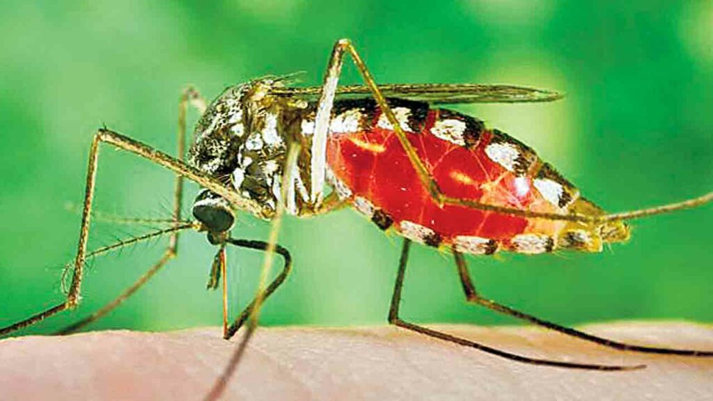 Egyptian Mosquito