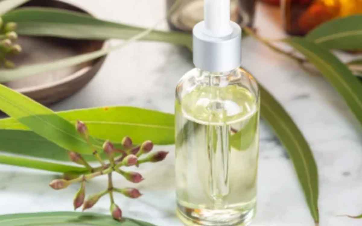 Eucalyptus Oil | యూక‌లిప్ట‌స్ మొక్క ఆకులు, నూనెను ఇలా ఉప‌యోగించండి.. అనేక లాభాలు క‌లుగుతాయి..!
