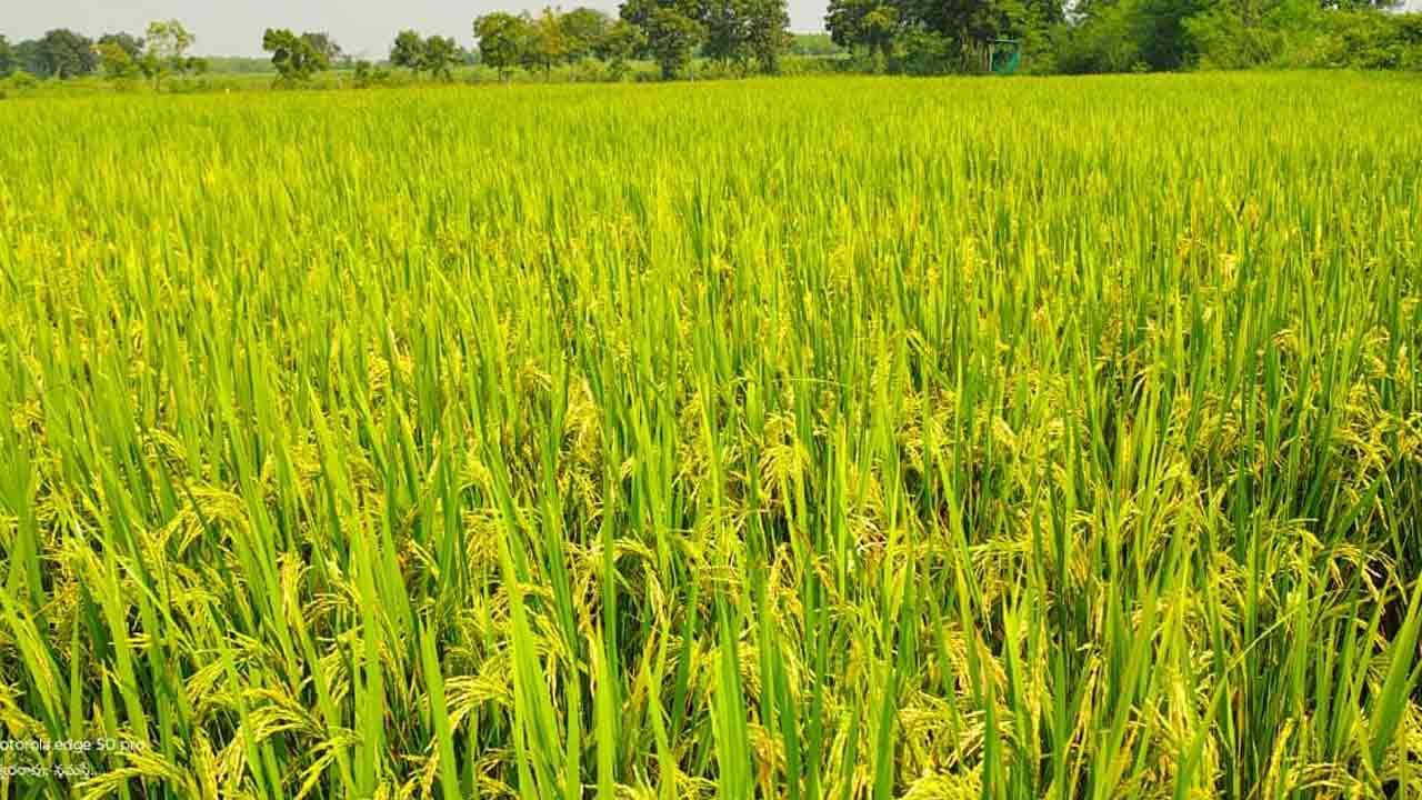Farmer Karepally