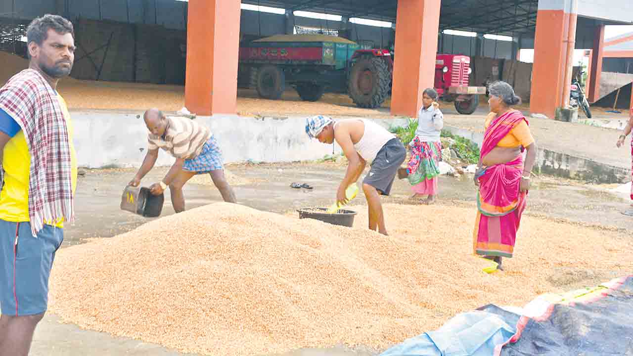మక్కకు మద్దతేది ?