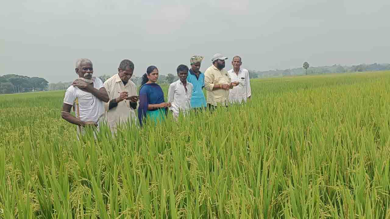 Farmers | రైతులు సుడిదోమను గమనించిన వెంటనే పొలంలో నీటిని తగ్గించాలి : ఏఓ రాజశేఖర్ గౌడ్