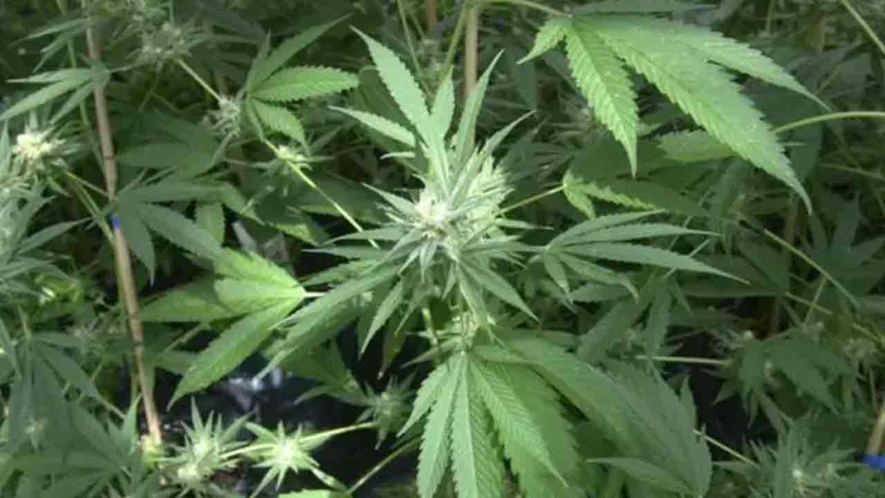 Sangareddy | గంజాయి మొక్క‌లను ధ్వంసం చేశార‌ని.. పోలీసుల‌పై తండావాసుల రాళ్ల దాడి