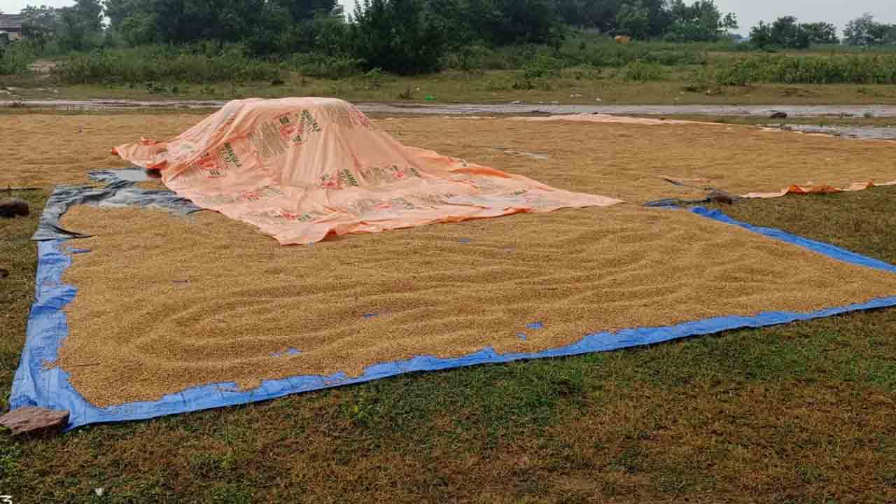 Grain